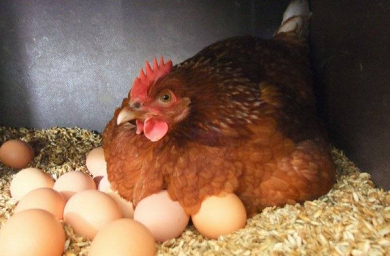 Наседка - как и сколько дней курица высиживает яйца в домашних условиях, сколько можно подложить, чтобы вывелись цыплята