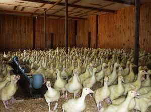 Разведение гусей в домашних условиях для начинающих как бизнес: бизнес план гусиной фермы, условия содержания и кормления, выращивание на мясо и яйцо