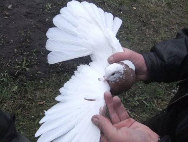 Кировоградские голуби