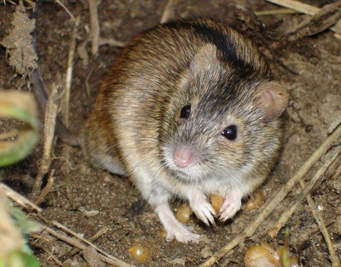 Как избавиться от крыс и мышей в частном доме