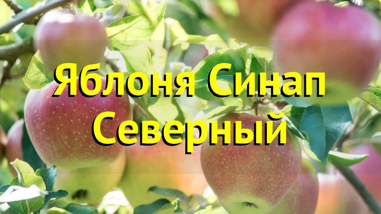 Яблоня московское позднее: подробные фото и описание сорта, отзывы садоводов