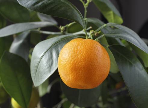 Как посадить и вырастить дерево апельсина из косточки
