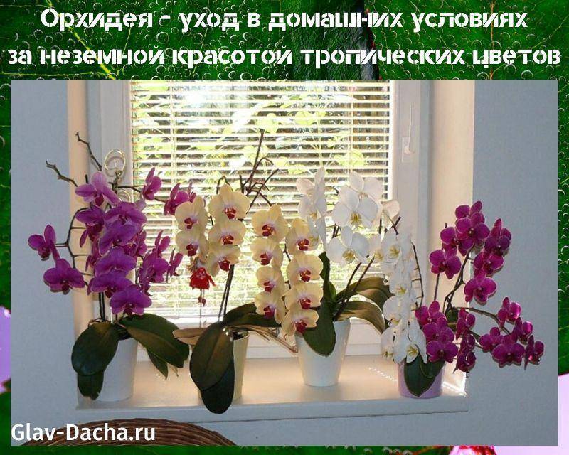 Советы о том, как ухаживать за орхидеями, чтобы цвели в домашних условиях