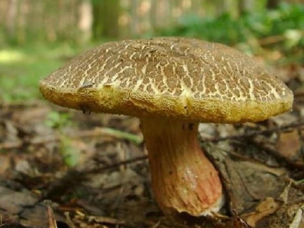 Польский гриб: состав, калорийность, польза, рецепты