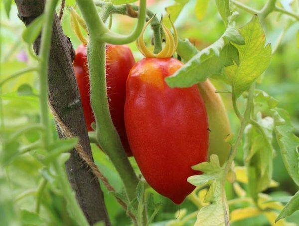 Выращивание перцевидных томатов