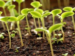 Как подготовить семена капусты к посадке на рассаду