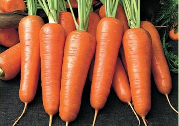 Основные правила посадки моркови под зиму: фото + видео