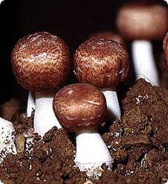 Таинственный гриб агарикус – бразильский секрет безупречного здоровья