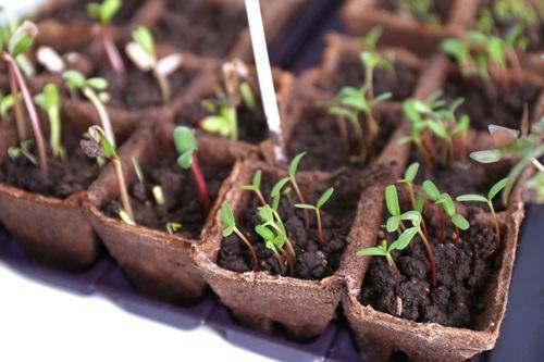 Выращиваем редис — через сколько дней он всходит после посева и как ускорить процесс?