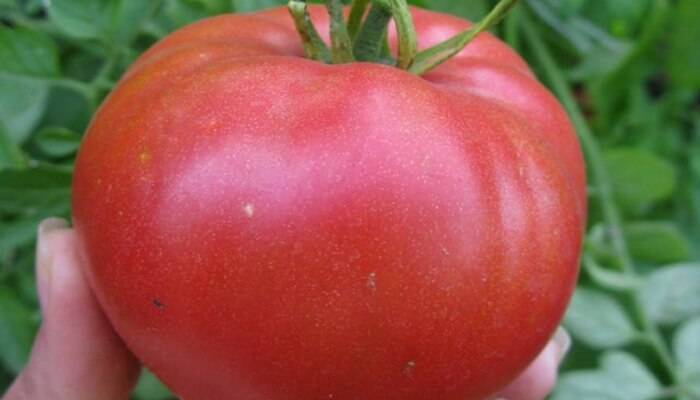 Самые лучшие черные сорта помидоров для открытого грунта и теплицы с фото и описанием