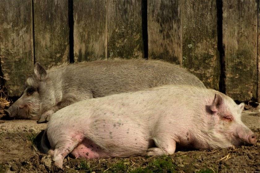 Охота у свиней. как отбить? selo.guru — интернет портал о сельском хозяйстве