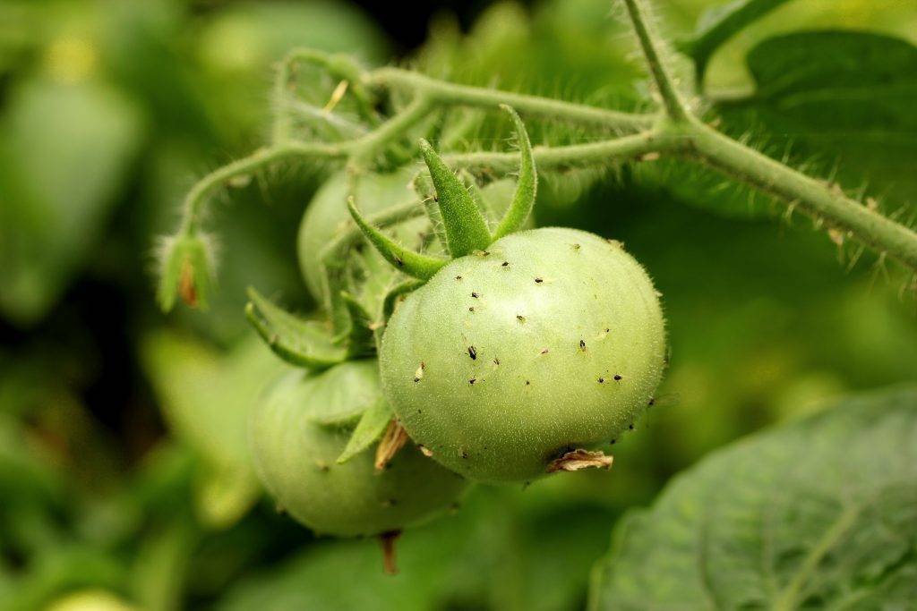 Чем обработать тлю на помидоре в домашних условиях