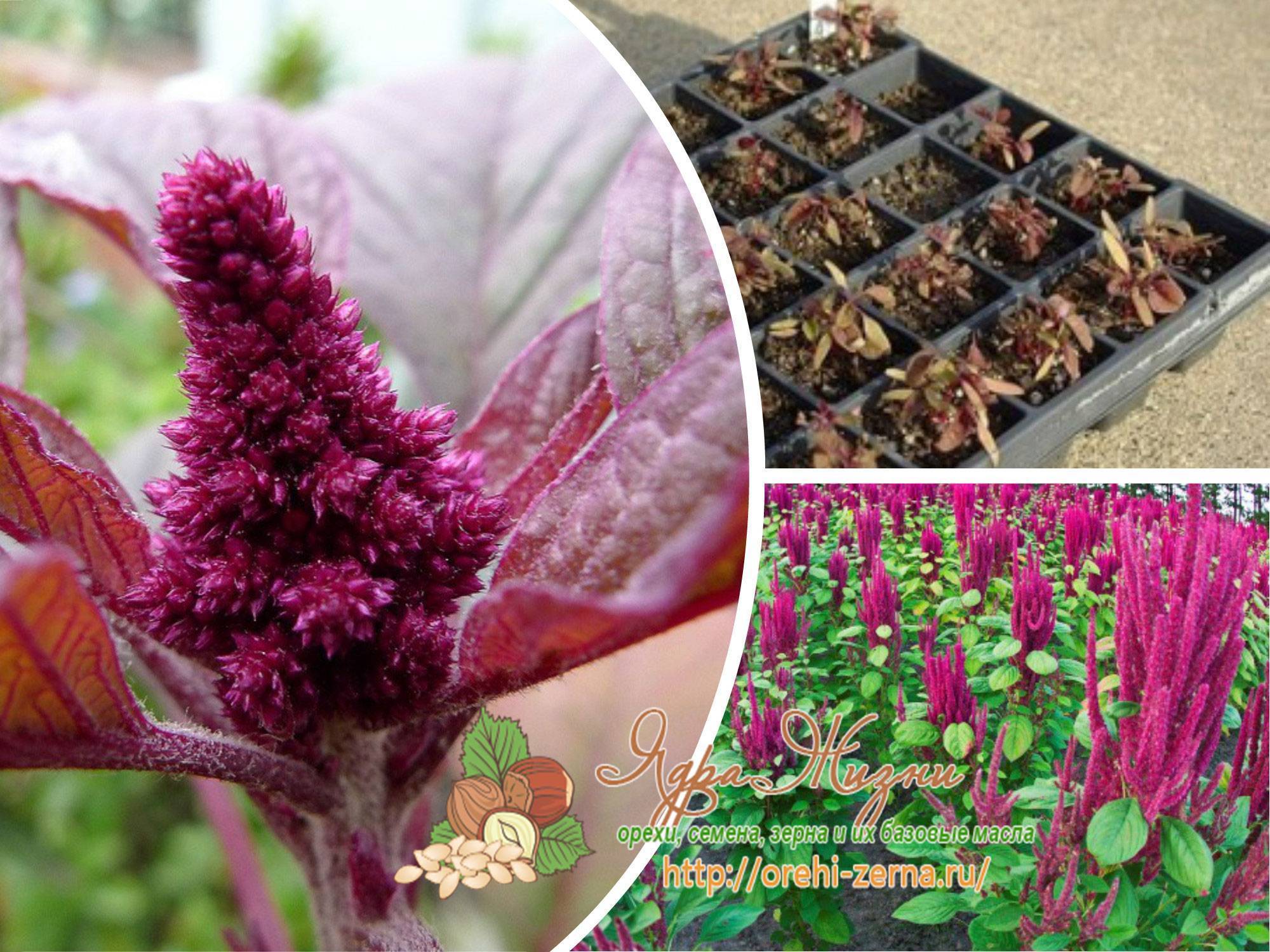 Цветок амарант – специфика выращивания из семян, посадка и уход