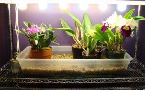 Любит ли орхидея солнце или тень. учимся ухаживать за домашней орхидеей. освещение для орхидей в домашних условиях