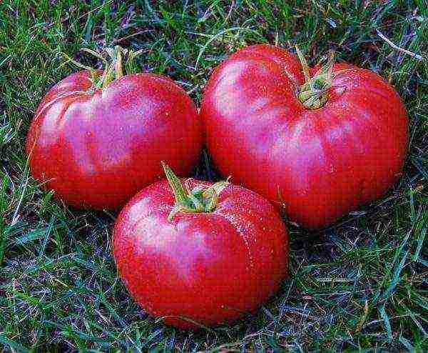 Томат инжир красный: описание сорта, урожайность, особенности выращивания и ухода, фото