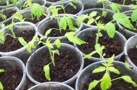 Желтеют листья у рассады томатов: что делать и какие причины
