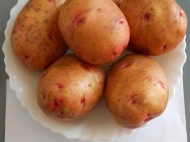 ᐉ сорта картофеля для центрально-черноземного региона: список - roza-zanoza.ru