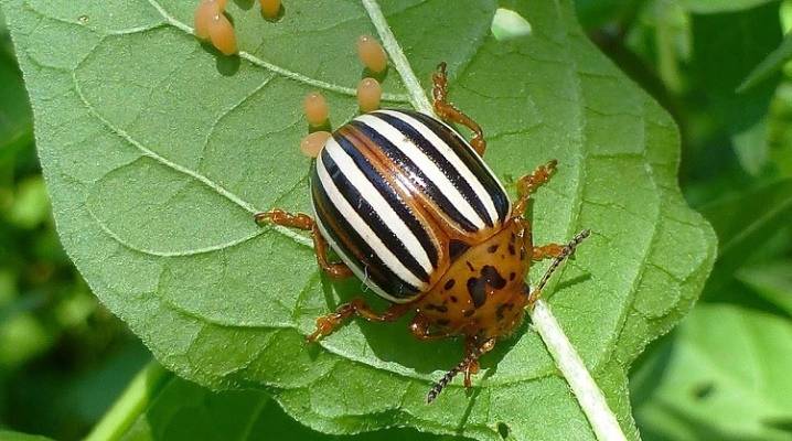 Берёзовый дёготь от колорадского жука: свойства, как разводить, как применять, отзывы