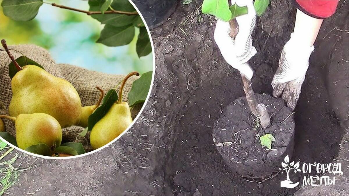 Когда лучше сажать грушу: весной или осенью