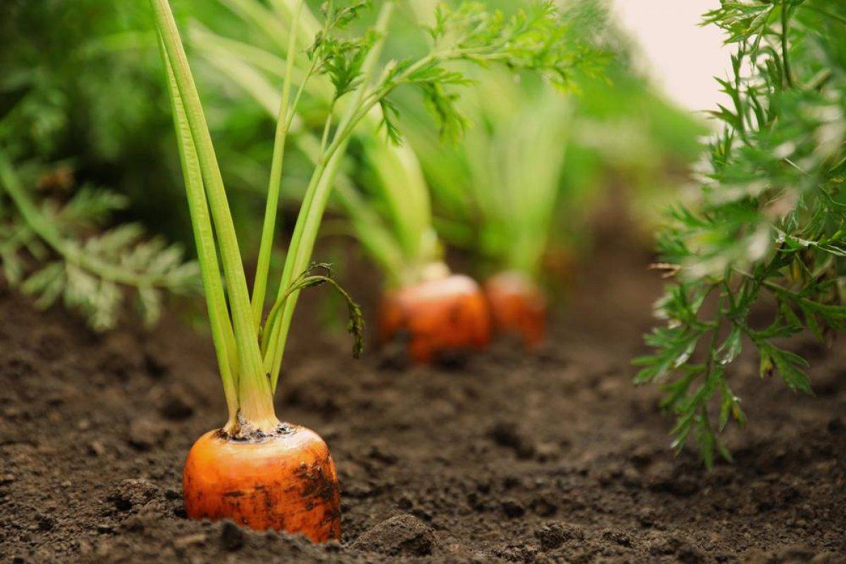 Посадка моркови: последний срок посева в открытый грунт в средней полосе и других местах, нюансы от а до я, в какие дни и можно ли летом в июне, когда лучше всего? русский фермер