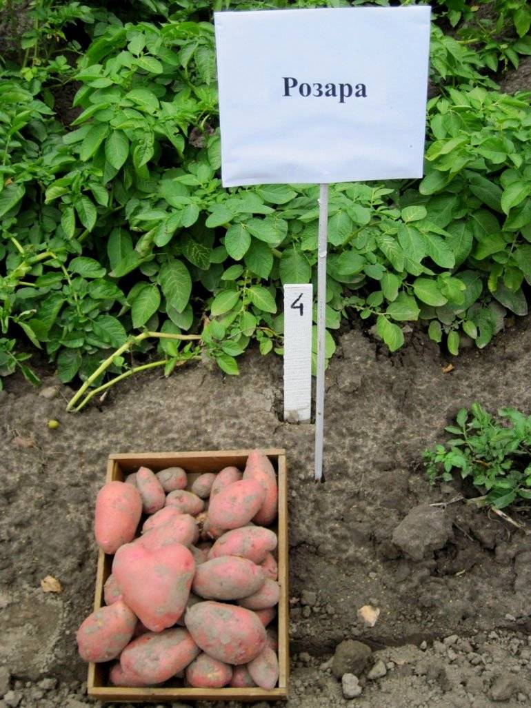 Картофель "гренада": описание сорта, фото, характеристики картошки, посадка и уход русский фермер