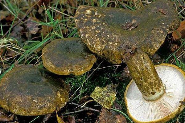 Чем полезны черные грузди. грибы грузди: польза или вред для организма человека