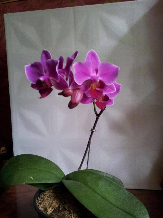 Орхидея синголо: описание сорта и уход в домашних условиях, подробно с фото и видео, а так же отзывы цветоводов