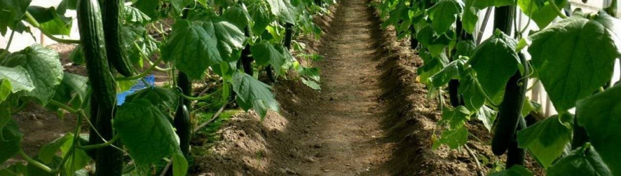 Подготовка почвы для огурцов в теплице весной: какую землю любят, чем обработать