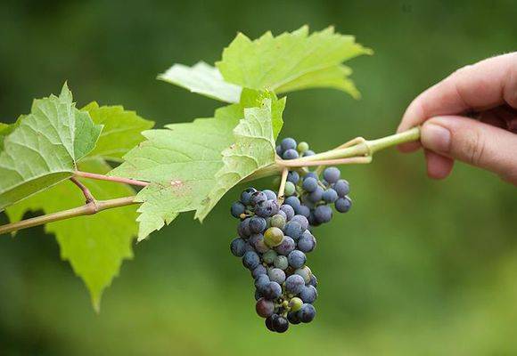 Как укрывать виноград на зиму в средней полосе россии