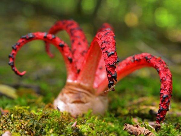 Где растет гриб пальцы дьявола | интересный сайт