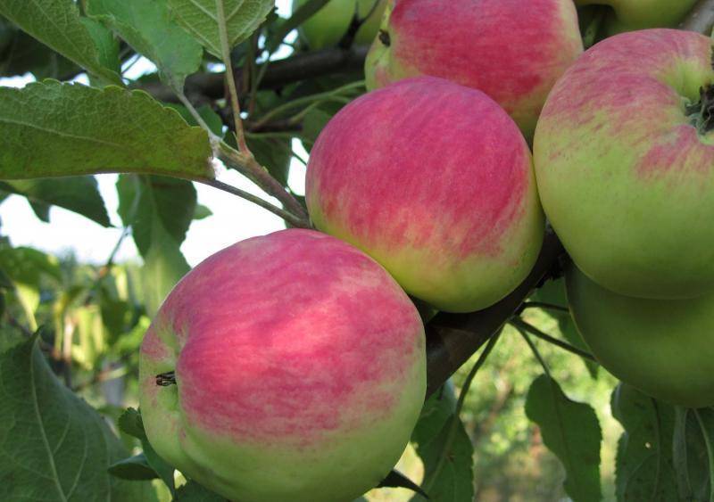 Яблоня орловим: фото, описание сорта, особенности выращивания