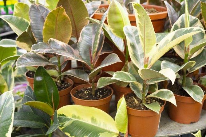 Бенгальский фикус, читайте об уходе за растением в домашних условиях