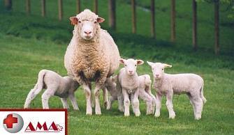 Что едят овцы? чем кормить баранов в домашних условиях? кормление зимой. корма и витамины для откорма на мясо. сколько овцам нужно сена и можно ли давать пшеницу?