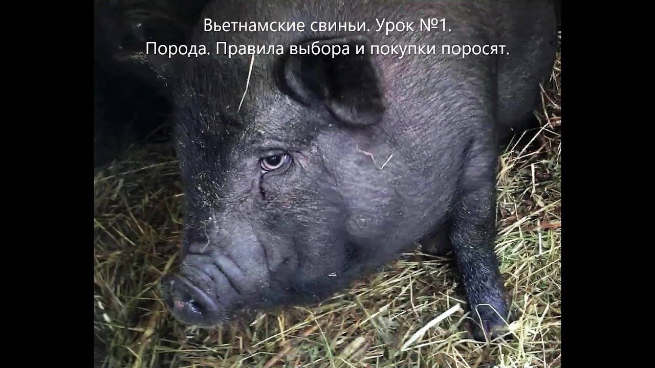 ᐉ спаривание свиней в домашних условиях - zooon.ru
