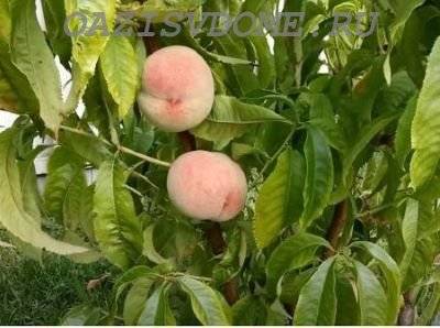 Сорта персиков для подмосковья, крыма, средней полосы россии: самоплодные, морозоустойчивые, названия с фото и описанием, отзывы