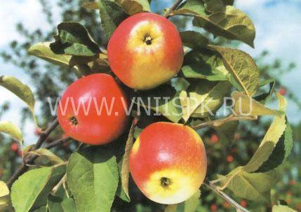 Яблоня шафран: особенности сорта и ухода