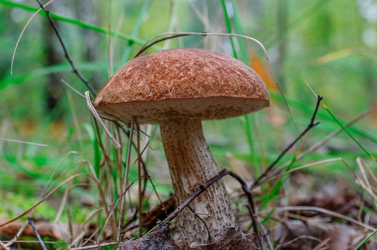 Самый большой гриб в мире: описание и фото