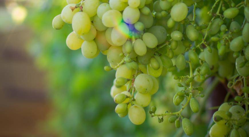 Почему осыпаются завязи и ягоды винограда