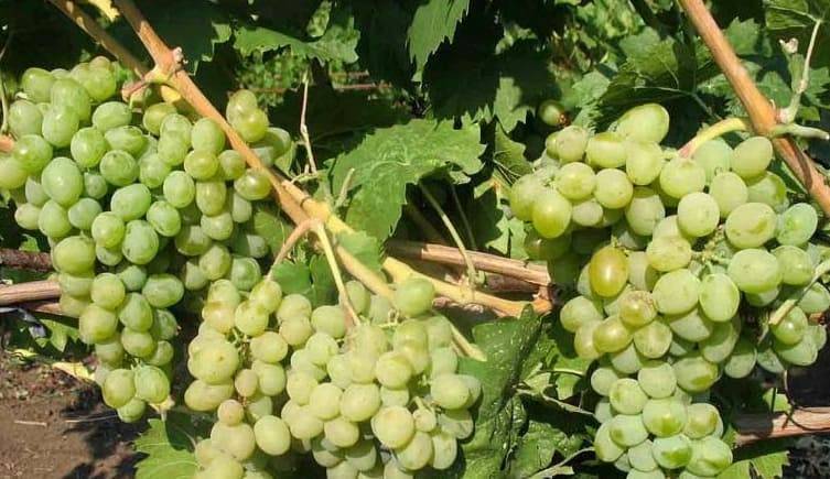 Виноград элегант: описание сорта, характеристики, особенности выращивания. как сажать виноград весной