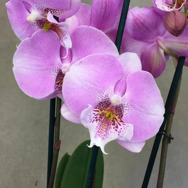 Орхидея биг лип: фото сортов фаленопсиса и распространенные виды, такие как мелоди, молния, леонтин, мультифлора и другие, а также история создания и характеристики