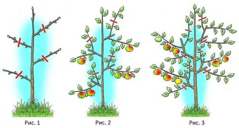 Почему не плодоносит колоновидная яблоня, что делать - рассказывают специалисты