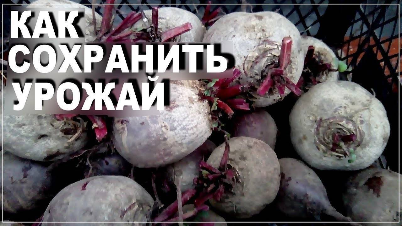 Как правильно хранить лук севок до посадки - agroflora.ru