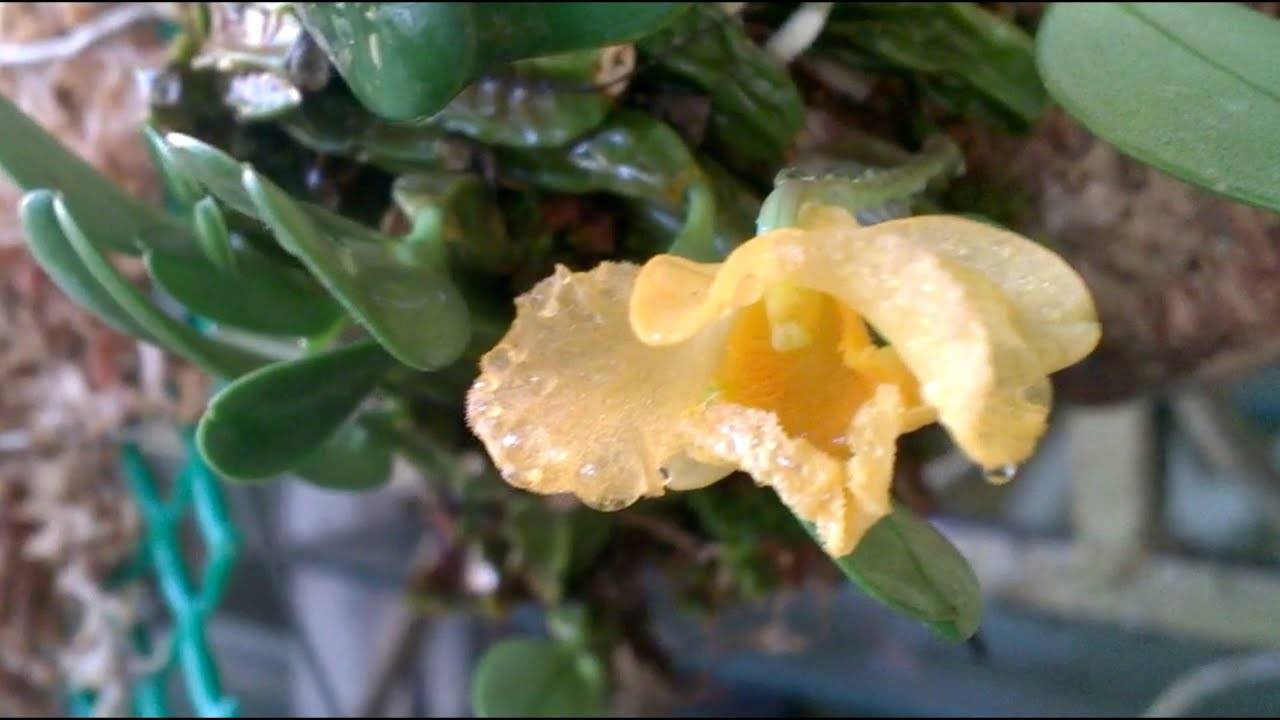 Корни папоротника для орхидей