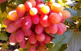 Виноград цимлянский черный – описание сорта, использование и отзывы с фото