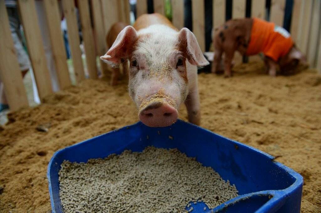 Откорм свиней: как эффективно откормить свиней в домашних условиях