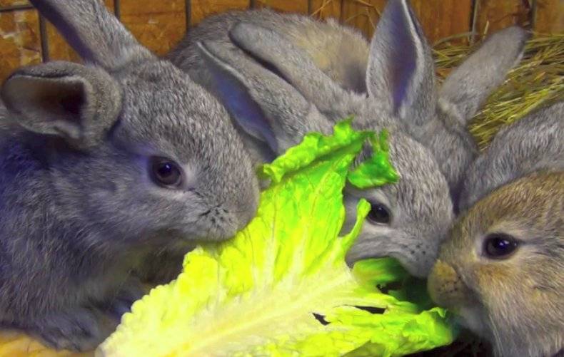 Можно ли давать кроликам капусту