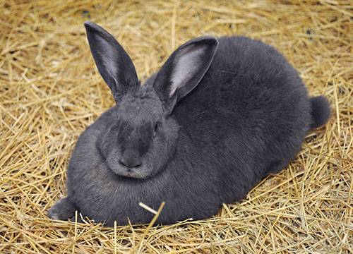 Беременность у кроликов: как узнать, возможные проблемы