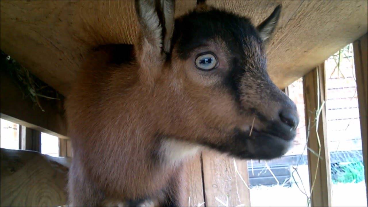 Горьковская коза: описание и характеристики породы, условия содержания, фото и разведение животных