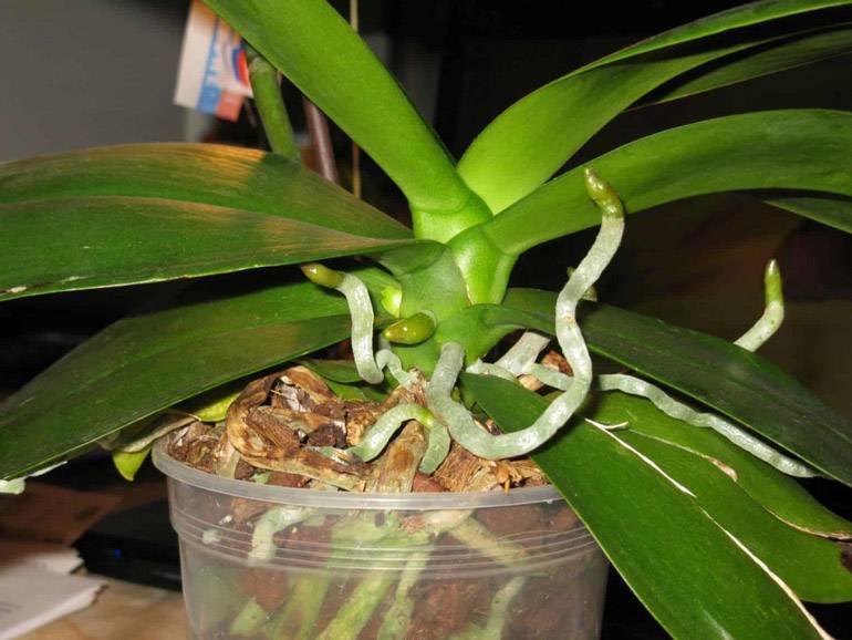 Можно ли и как выращивать орхидеи из корней?
