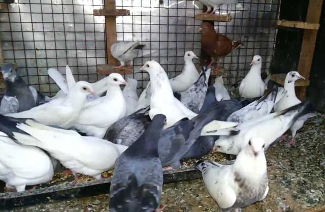 Симптомы и лечение орнитоза у голубей